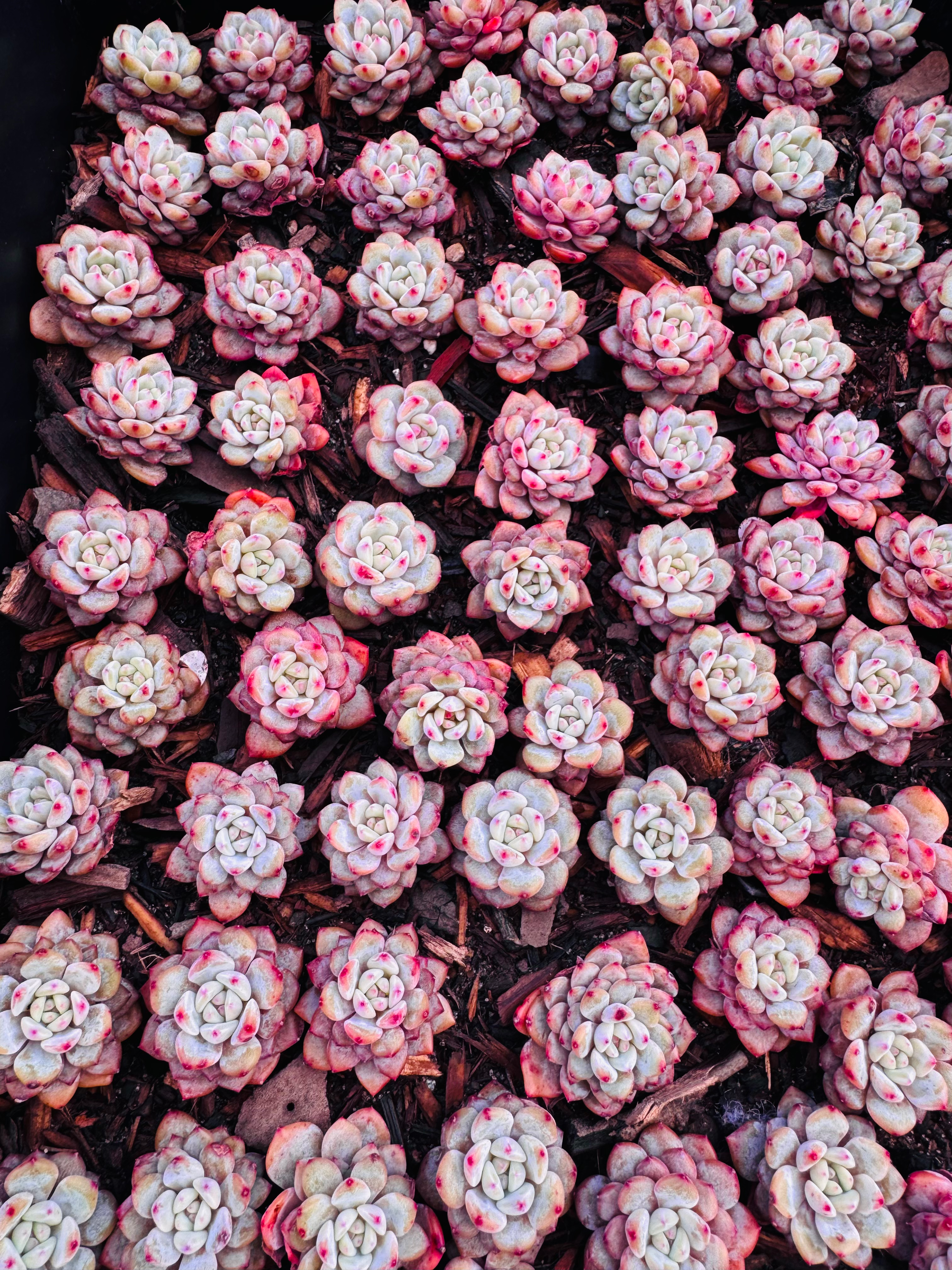 Echeveria grace 5 plants for $10 