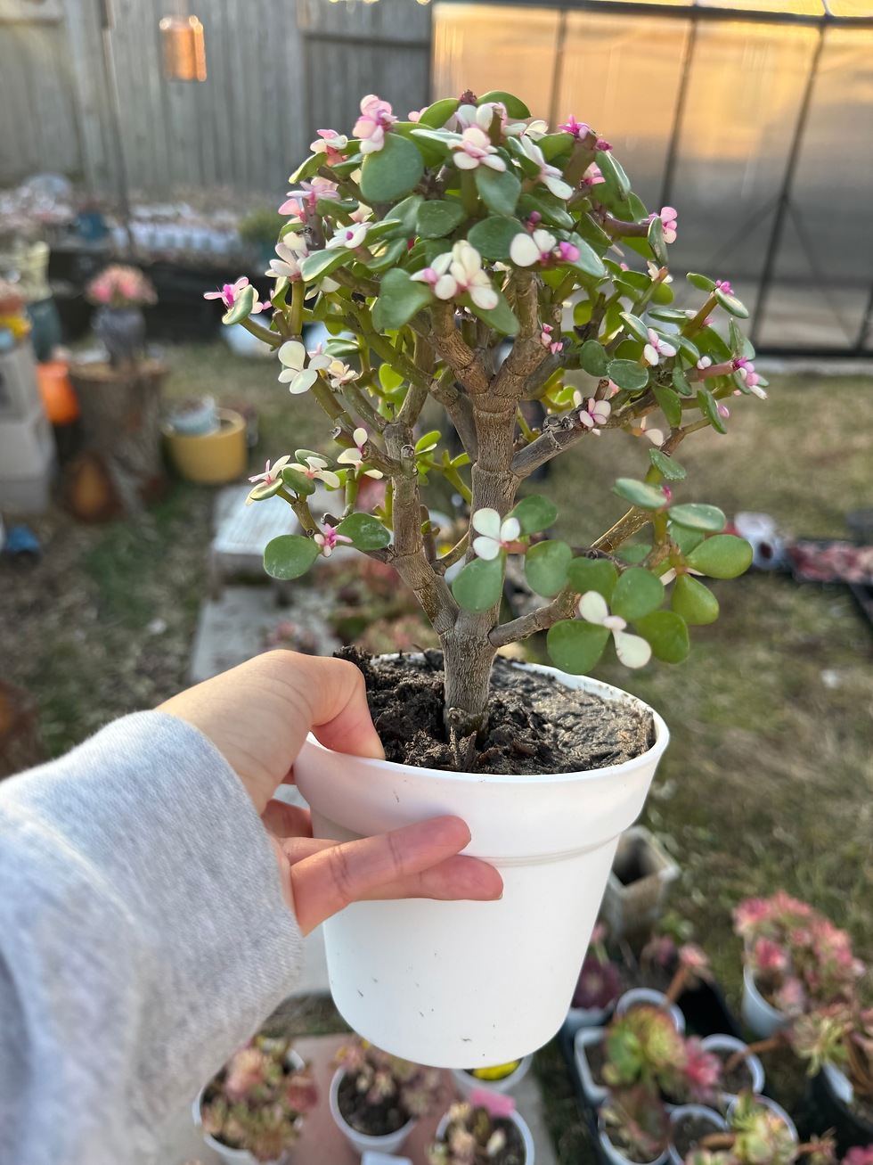 Thumbnail: Old stem jade rainbow 