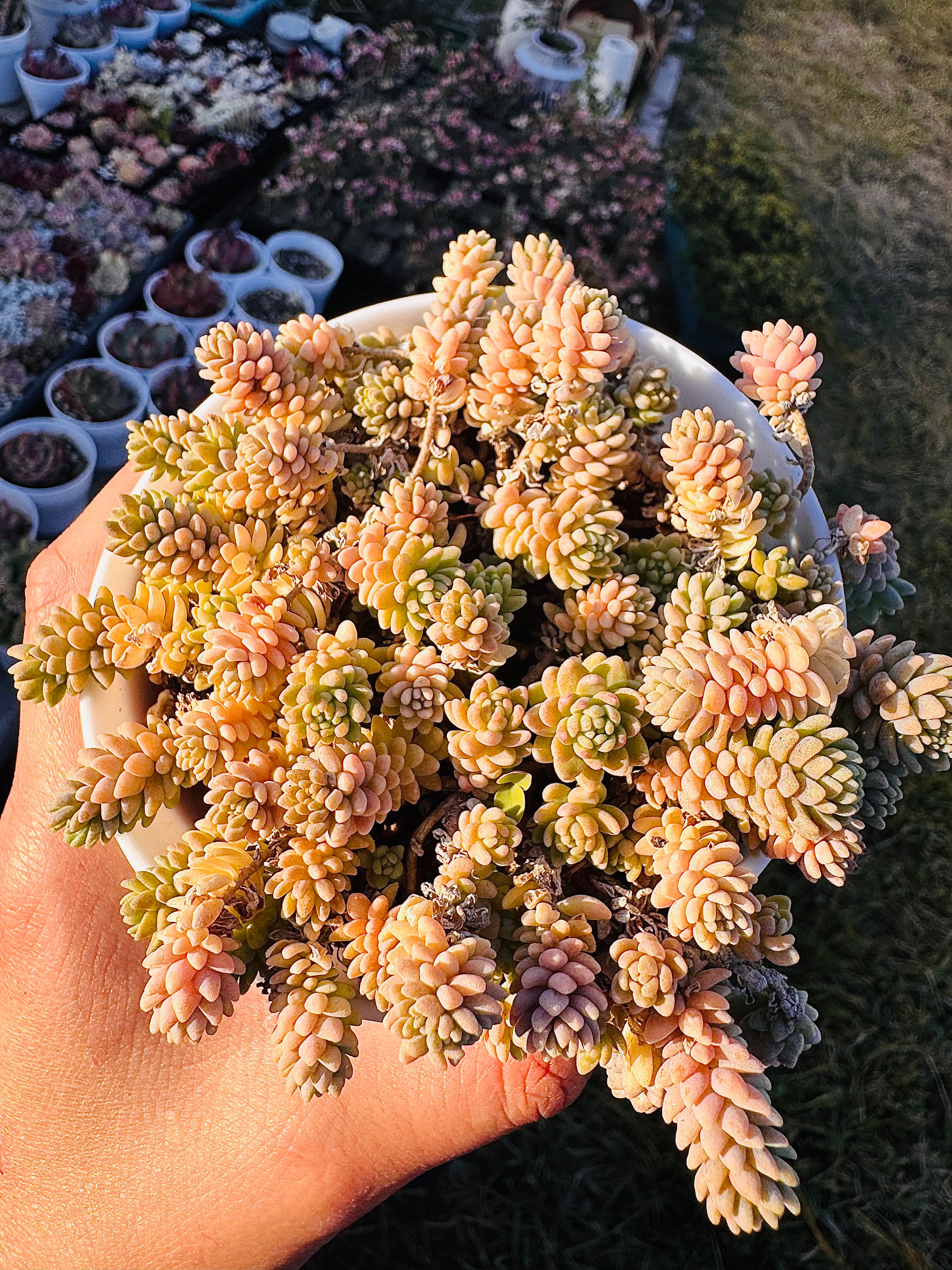 Sedum major 