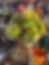 Thumbnail: Aeonium yellow rotate  very big 