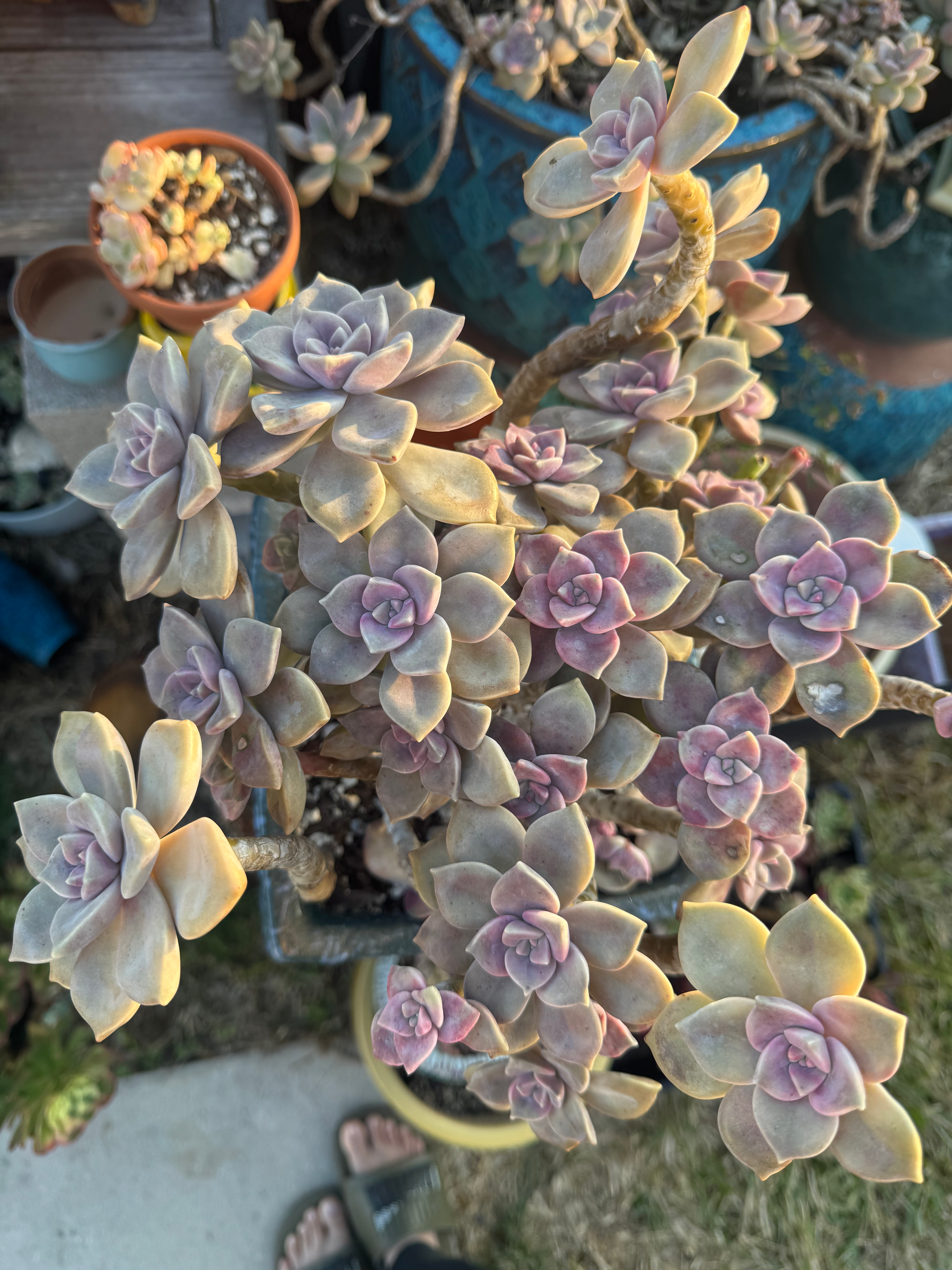 Purple delight large cluster 