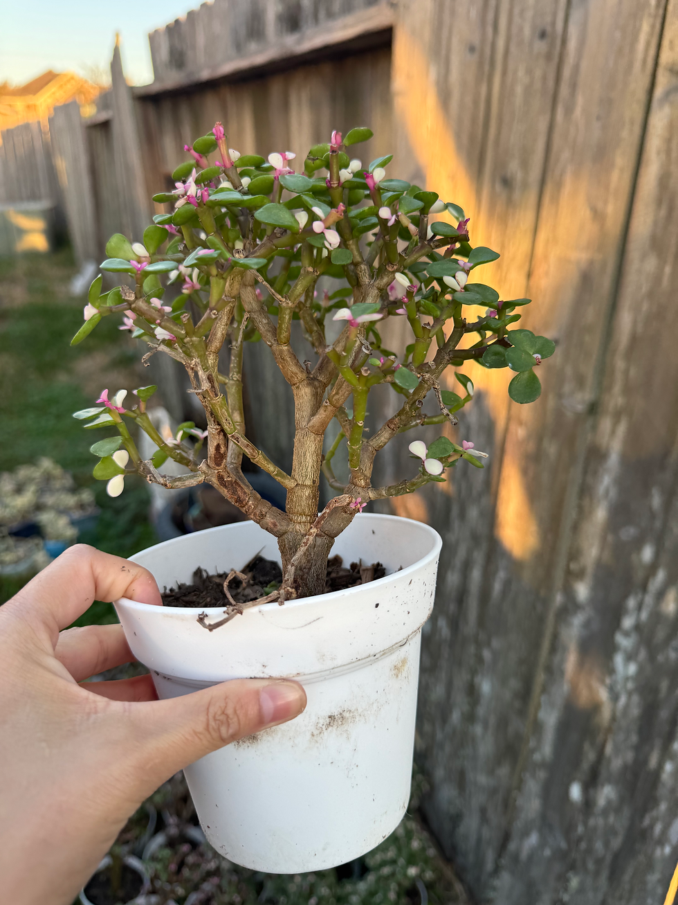 Thumbnail: Old stem jade rainbow 