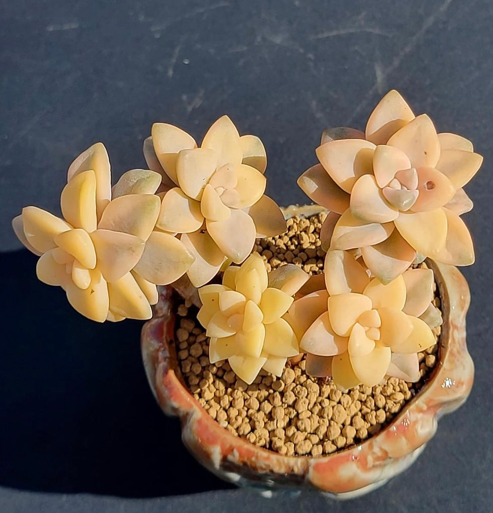Thumbnail: Pachyphytum apricot beauty 1 small yellow head