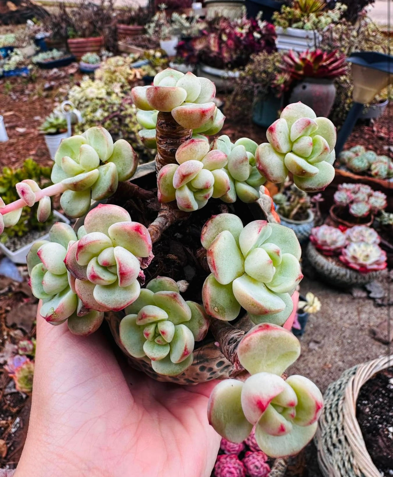 Echeveria pudgy cluster 