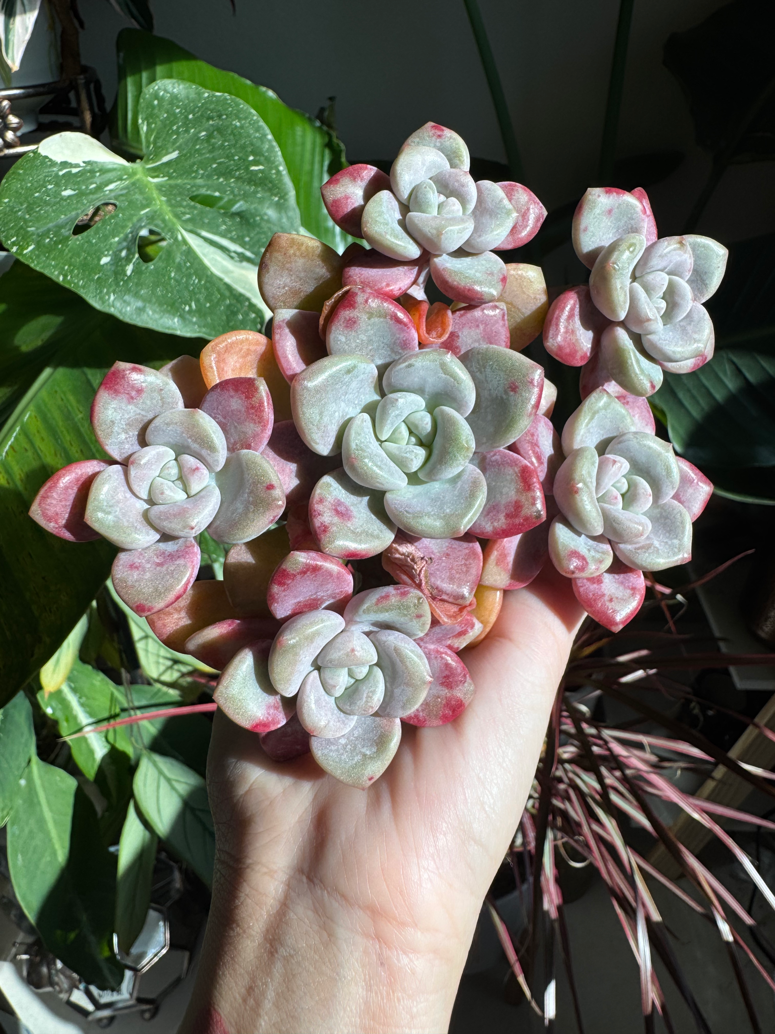 Spotted dear cluster 