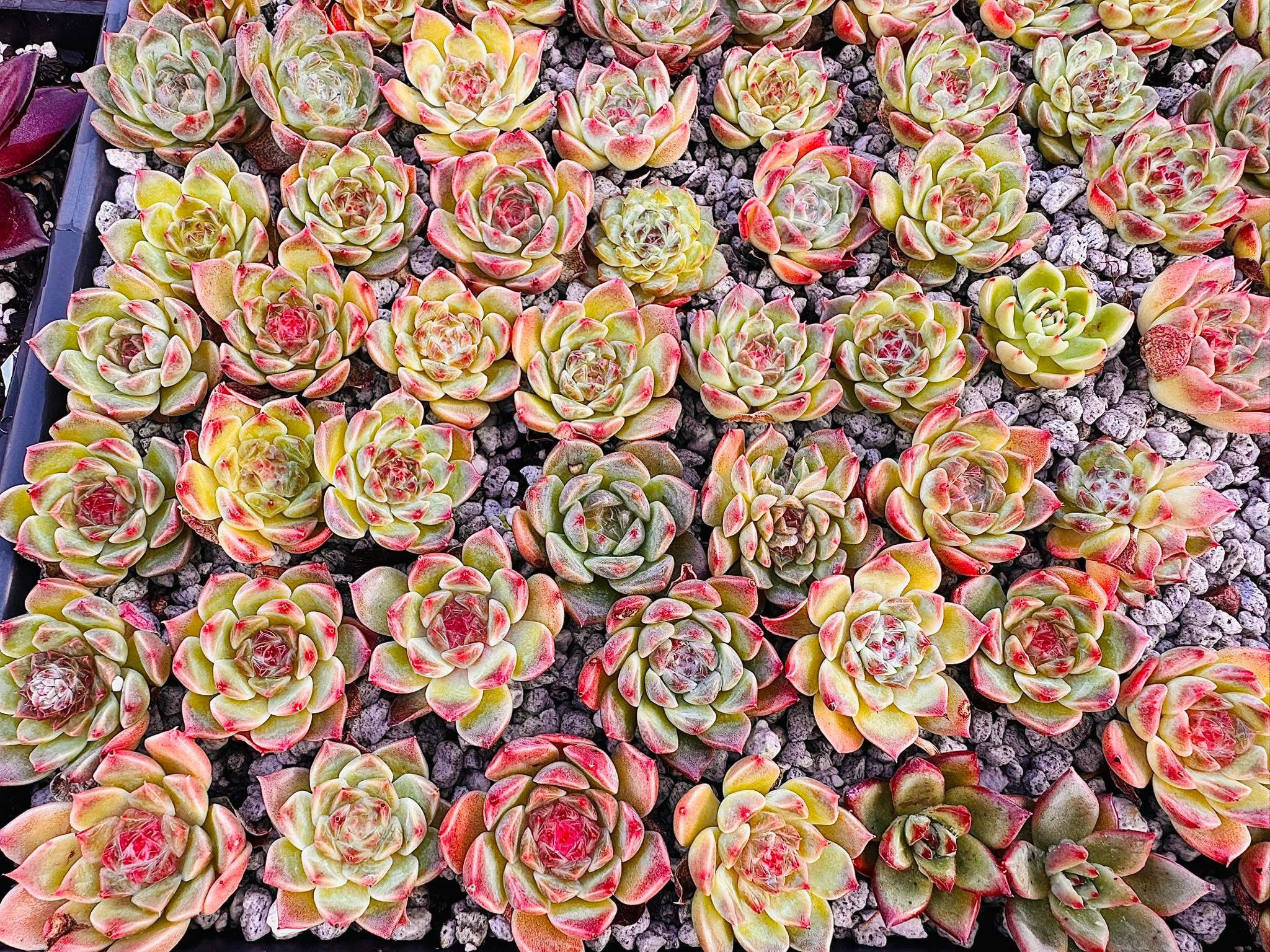 Echeveria amber 3 for $9 