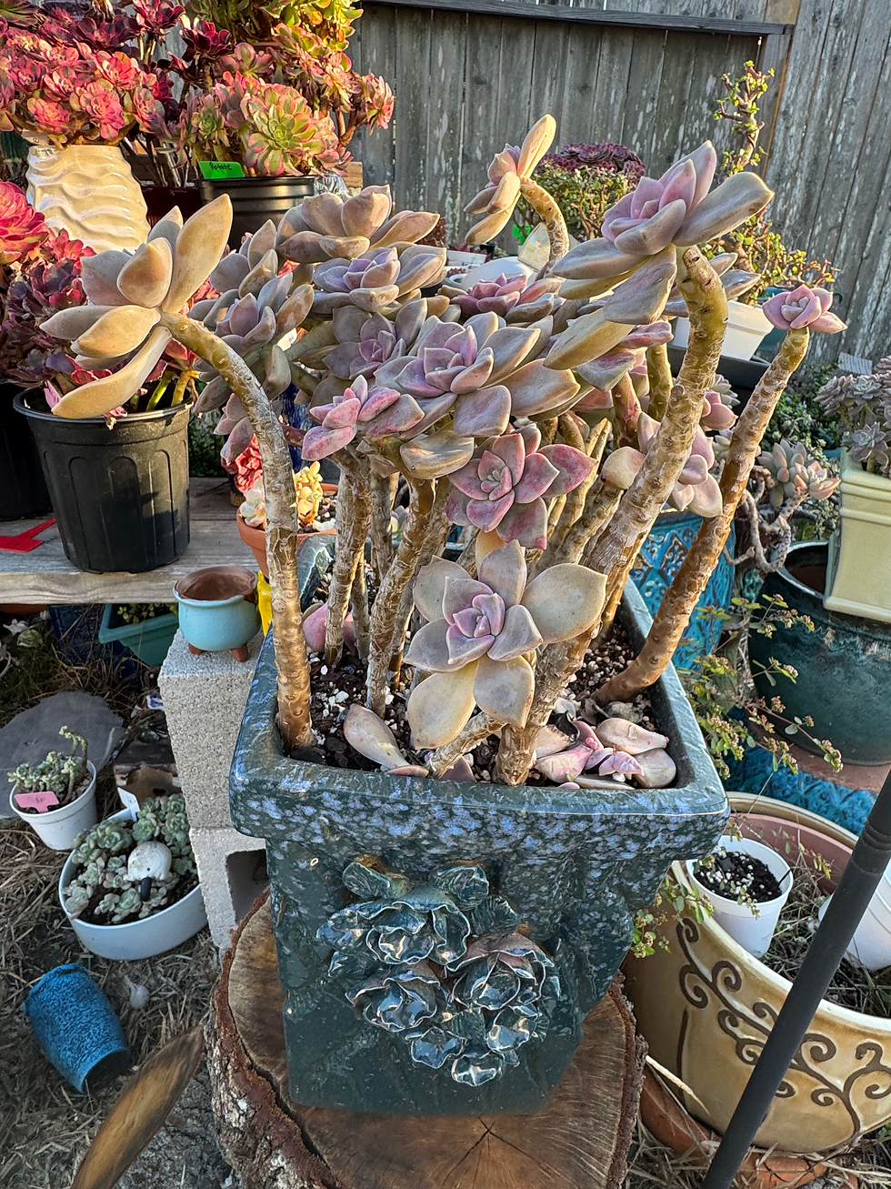 Thumbnail: Purple delight large cluster 