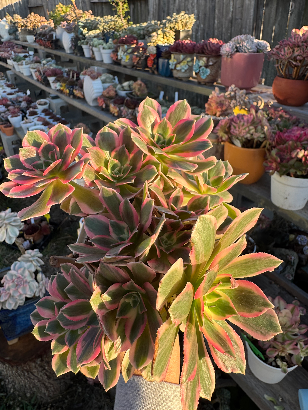 Thumbnail: Aeonium white witch 