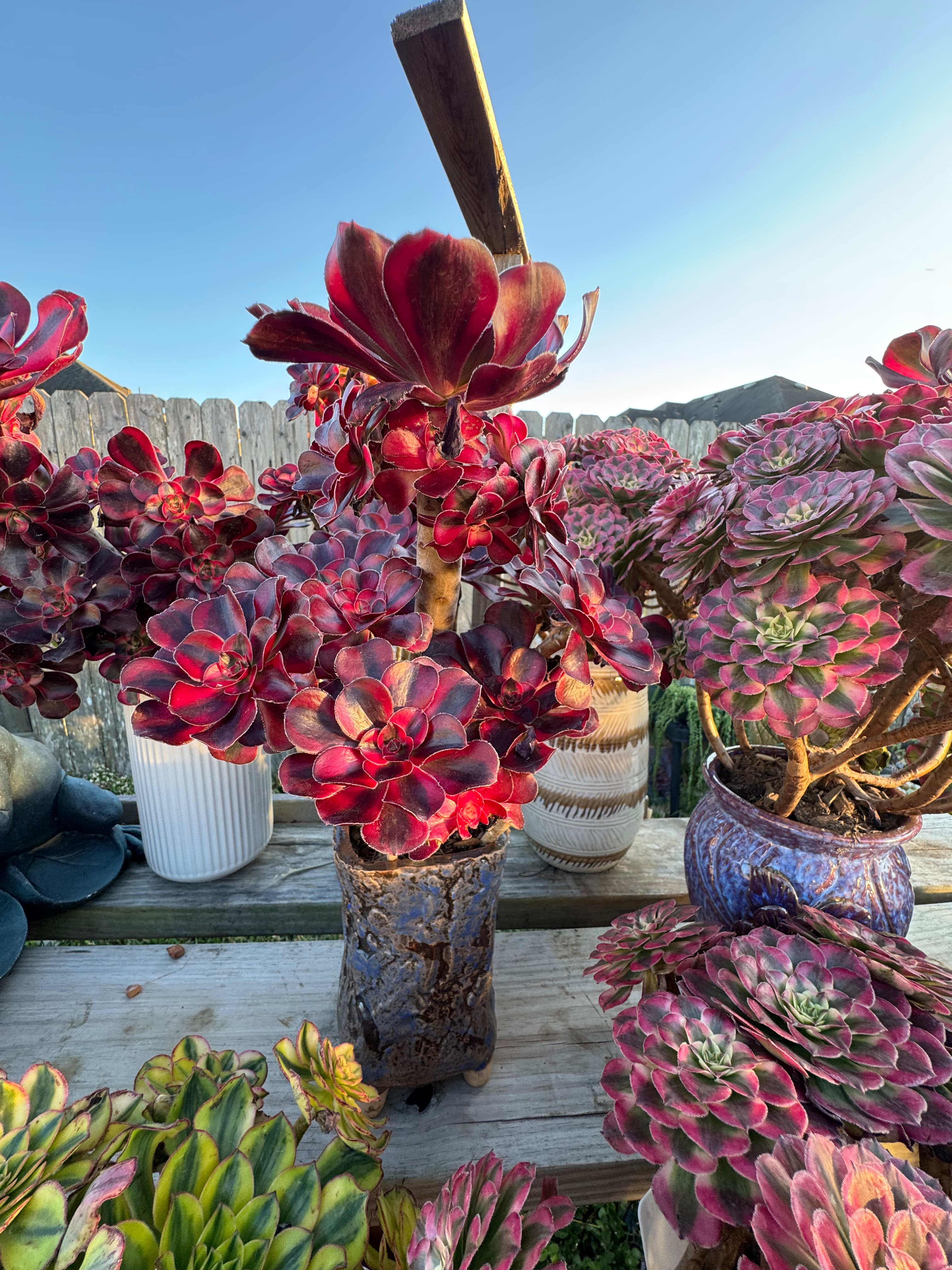 Chanel aeonium round leave 