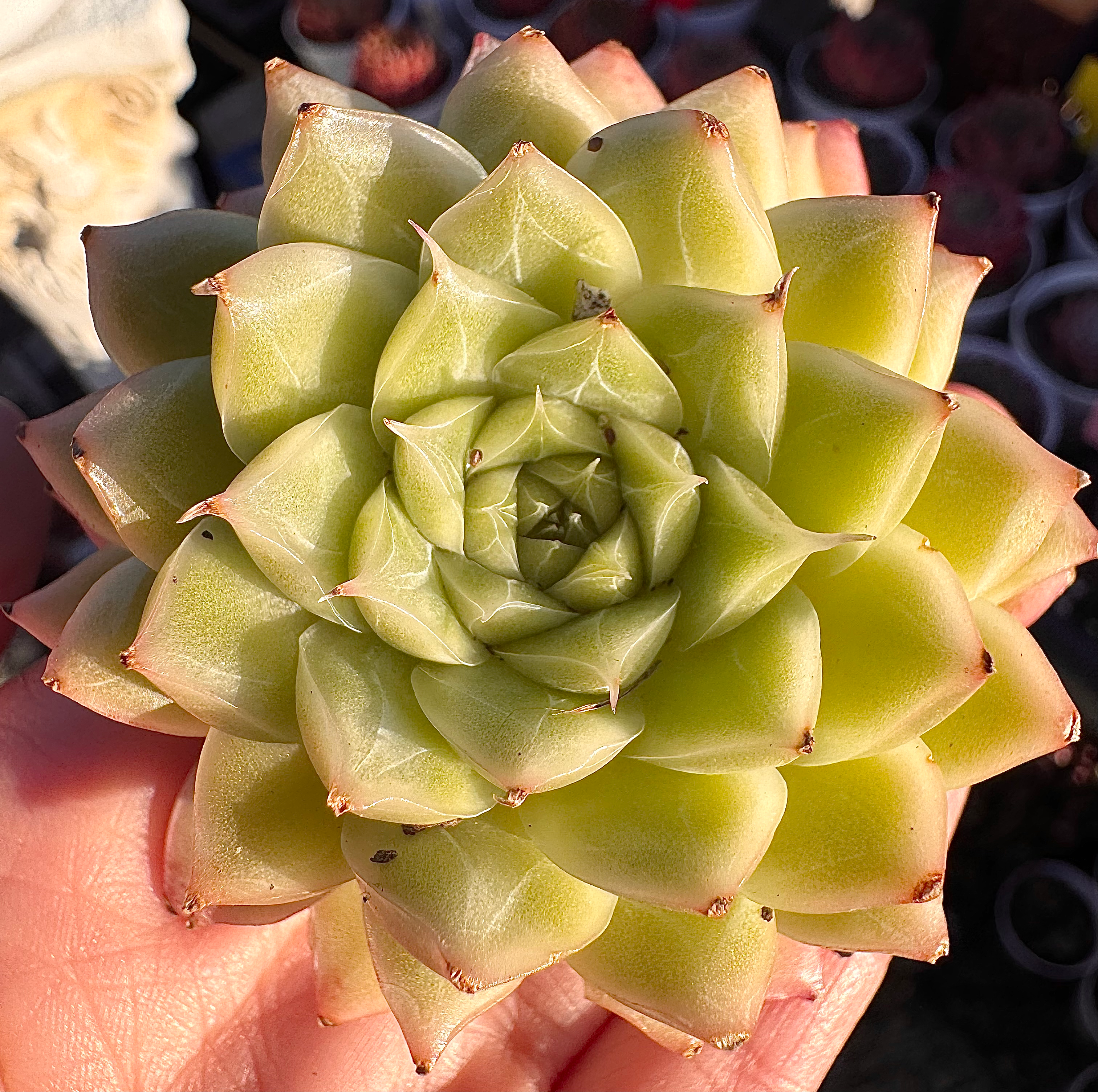Echeveria wave lost 