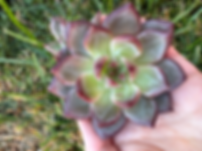 Dare devil echeveria 