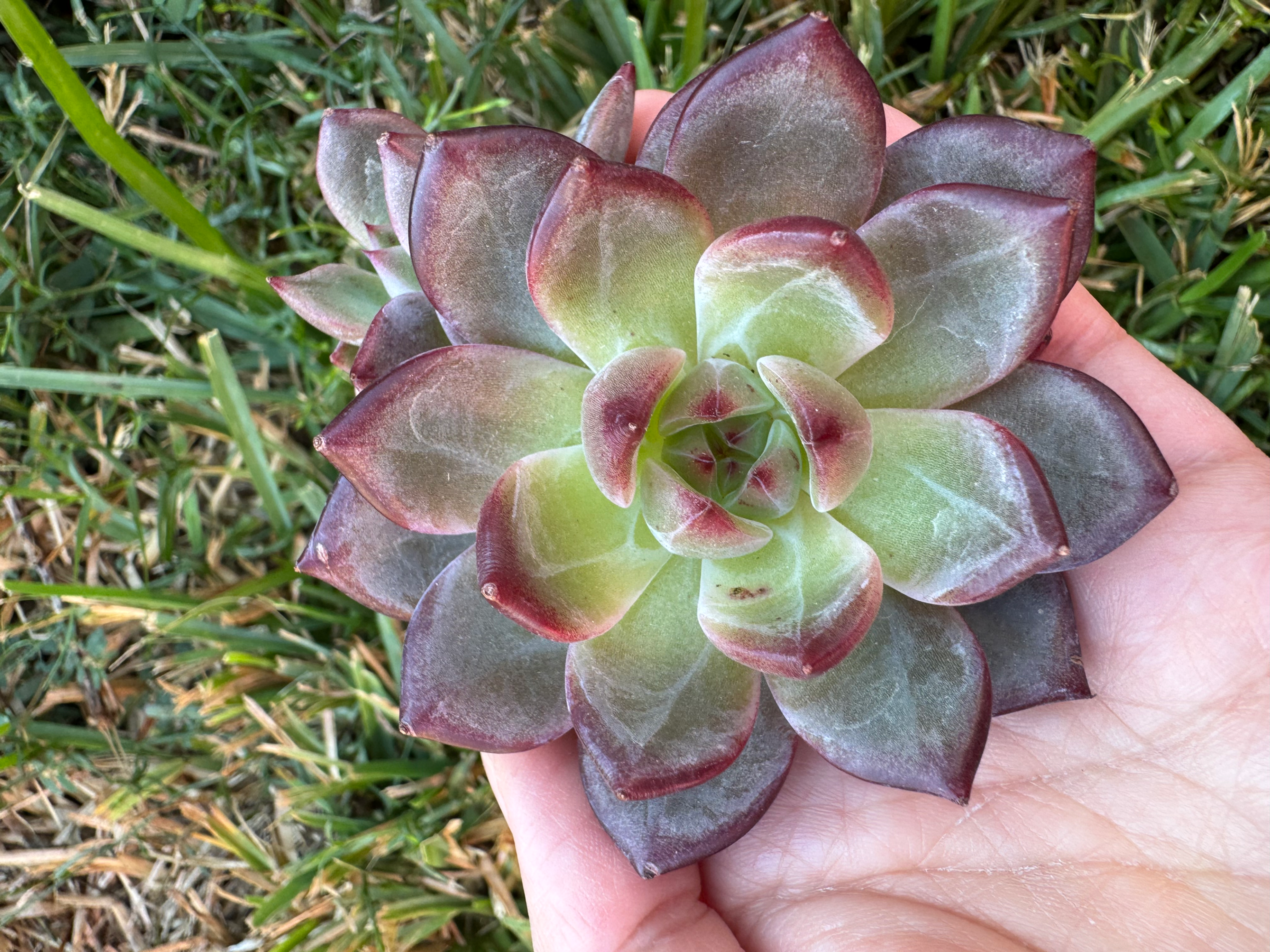 Dare devil echeveria 