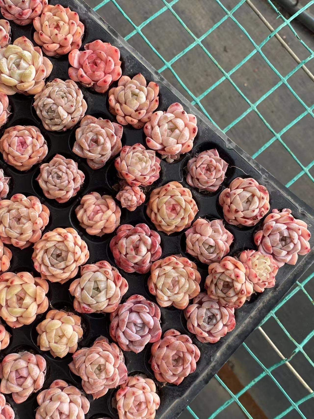 Echeveria orange monroe (  pack of 3 plants) 1 inch