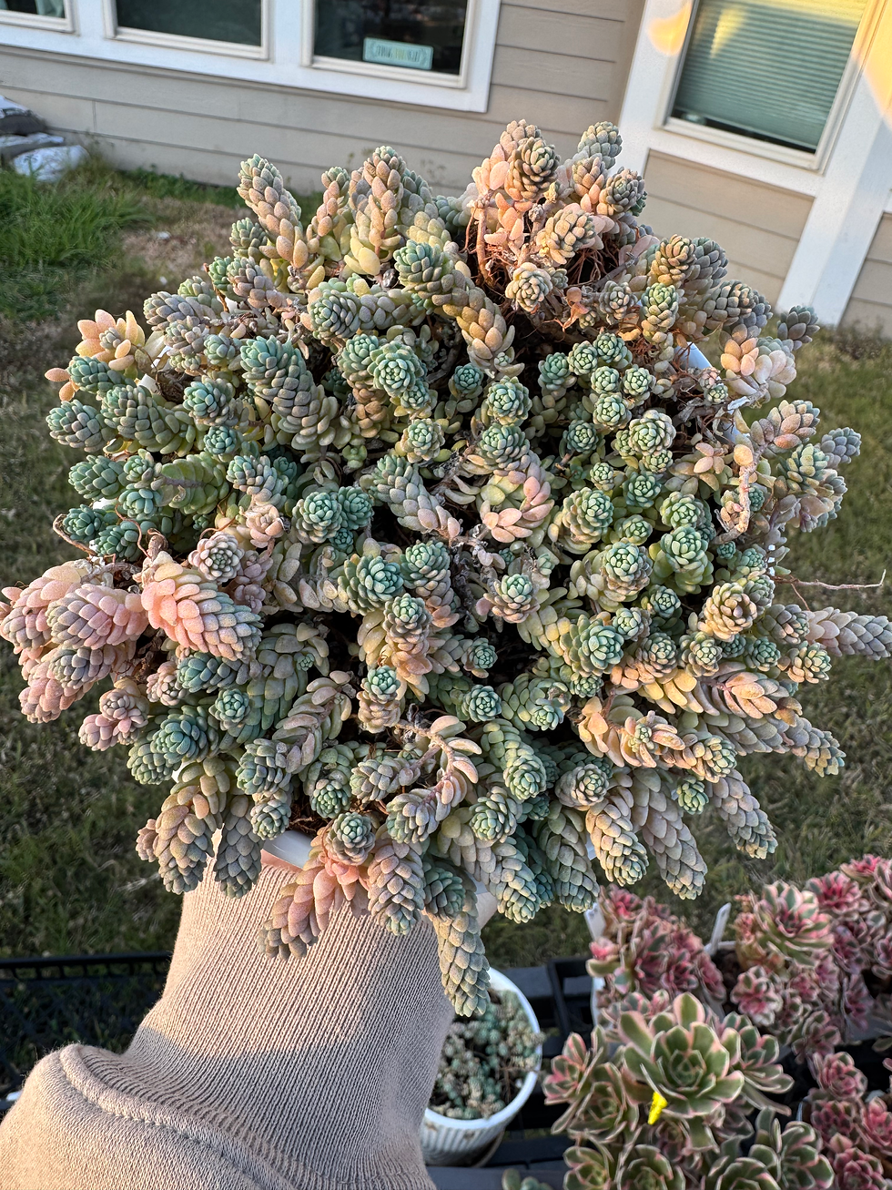 Thumbnail: Sedum major 