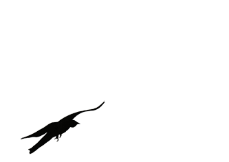 bird.gif