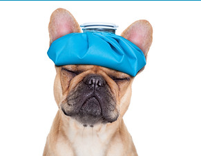french bulldog dog with headache and hangover with ice bag or ice pack on head, eyes clo
