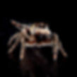 Canopy jumping spider - Phidippus otiosus - 5.jpeg