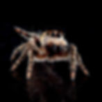 Thumbnail: Close-up of a Phidippus otiosus spider with tan and brown markings, featuring a reflection on a black background. The spider'