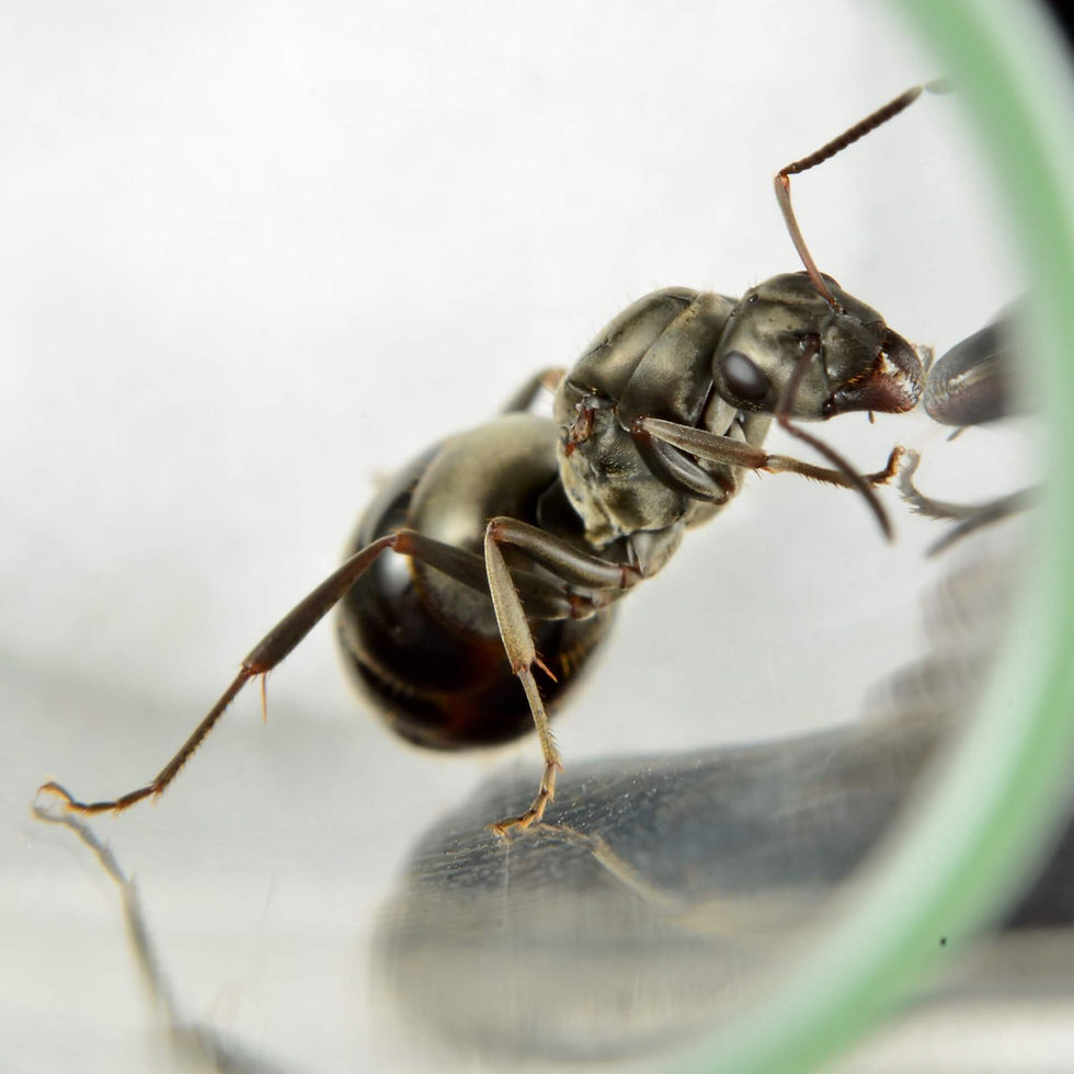 Thumbnail: Close-up macro image of Formica subsericea queen ant, showcasing detailed features and glossy black coloration.