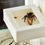 Thumbnail: jumping spider eating mealworm