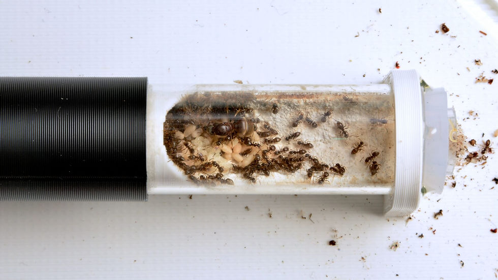 Thumbnail: Close-up macro image of Lasius neoniger queen ant, showcasing detailed features and distinctive brown coloration.