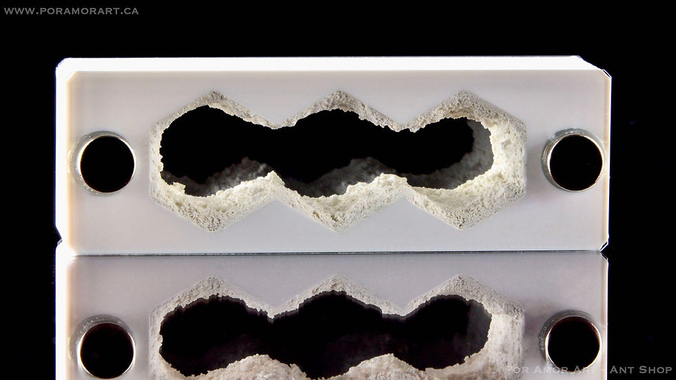 Thumbnail: queen ant founding formicarium
