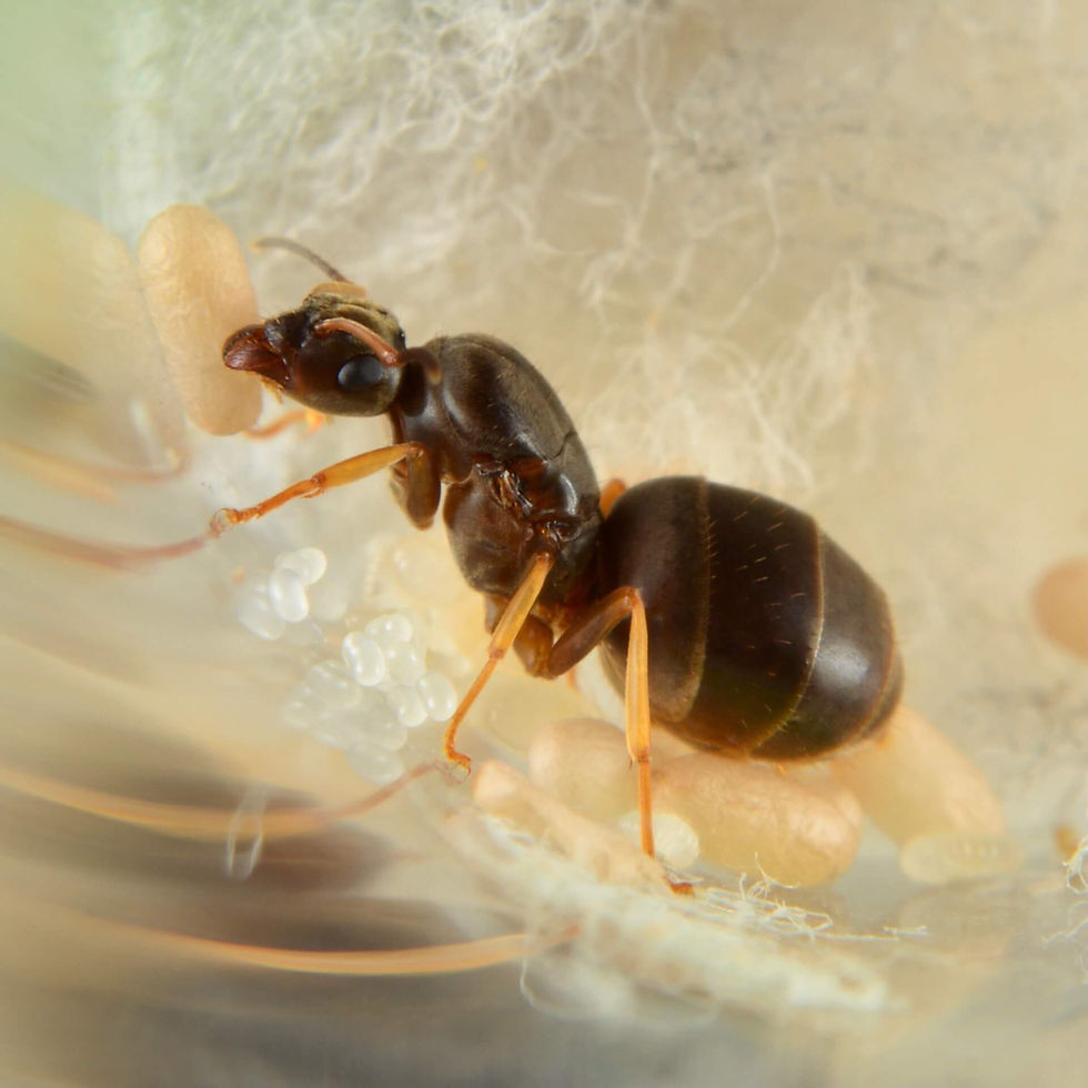Thumbnail: Close-up macro image of Lasius neoniger queen ant, showcasing detailed features and distinctive brown coloration.