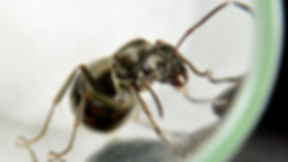 Close-up macro image of Formica subsericea queen ant, showcasing detailed features and glossy black coloration.