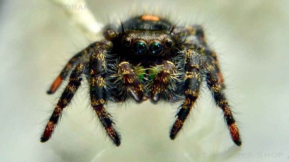 Thumbnail: Frontal macro of Phidippus audax with raised stance and reflective green chelicerae.