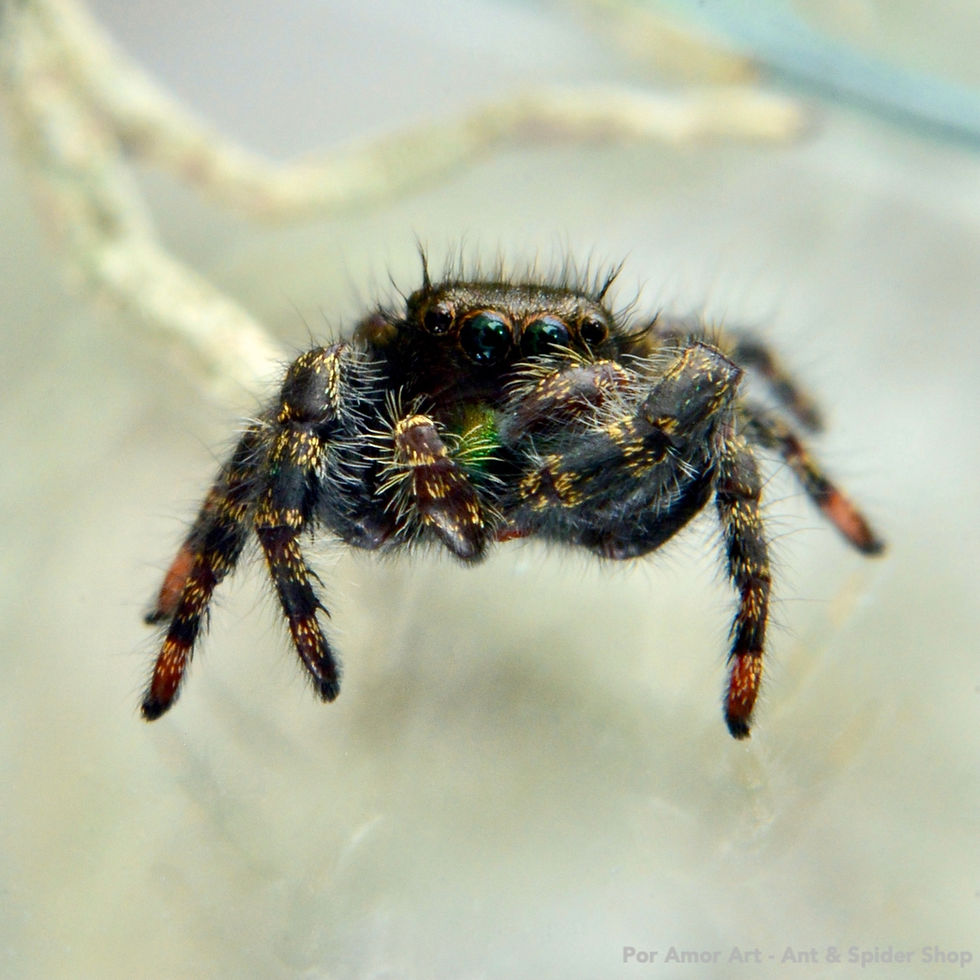 Thumbnail: Bold Jumping Spider perched on pale surface, showing forward-facing eyes and vibrant leg bands.