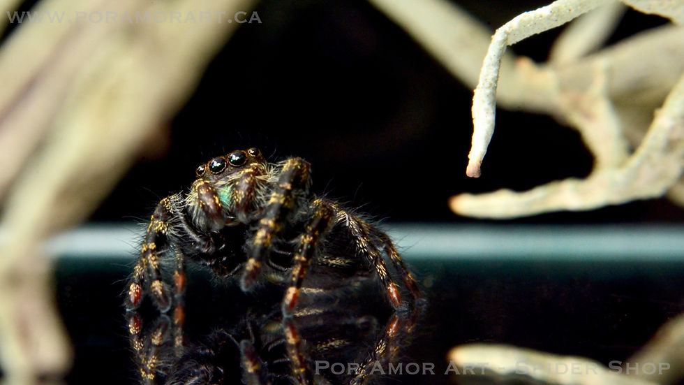 Thumbnail: Bold Jumping Spider (Phidippus audax) looking upward inside its glass enclosure, eyes reflecting light adorably.