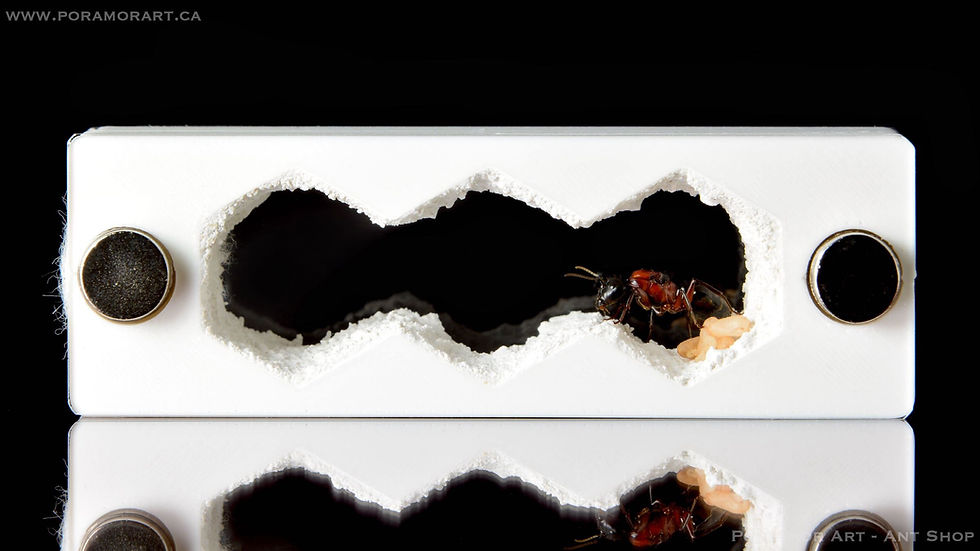 Thumbnail: camponotus queen ant in formicarium