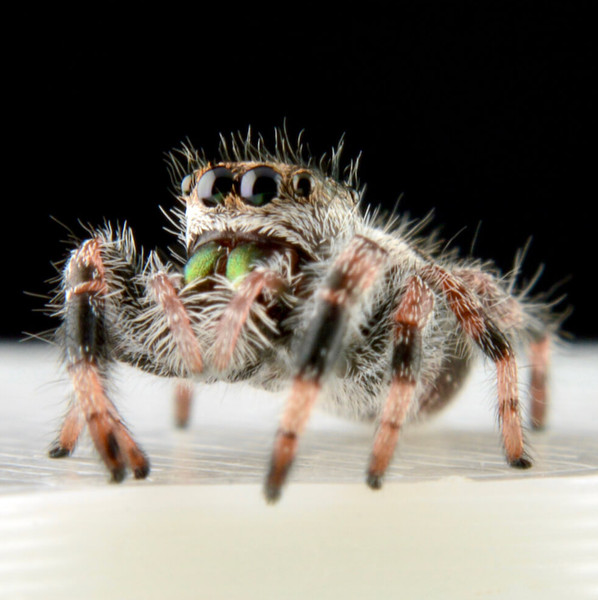Pet Jumping Spider Care: A Comprehensive Guide | Por Amor Art