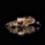Thumbnail: Side view of a Phidippus otiosus spider showcasing its patterned body and legs, against a deep black background. The spider’s