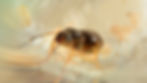 Thumbnail: Close-up macro image of Lasius neoniger queen ant, showcasing detailed features and distinctive brown coloration.