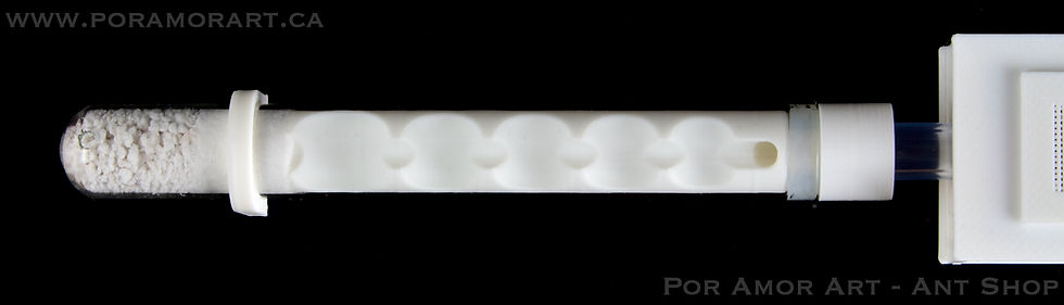 Thumbnail: Insert for small species (Cryptic)