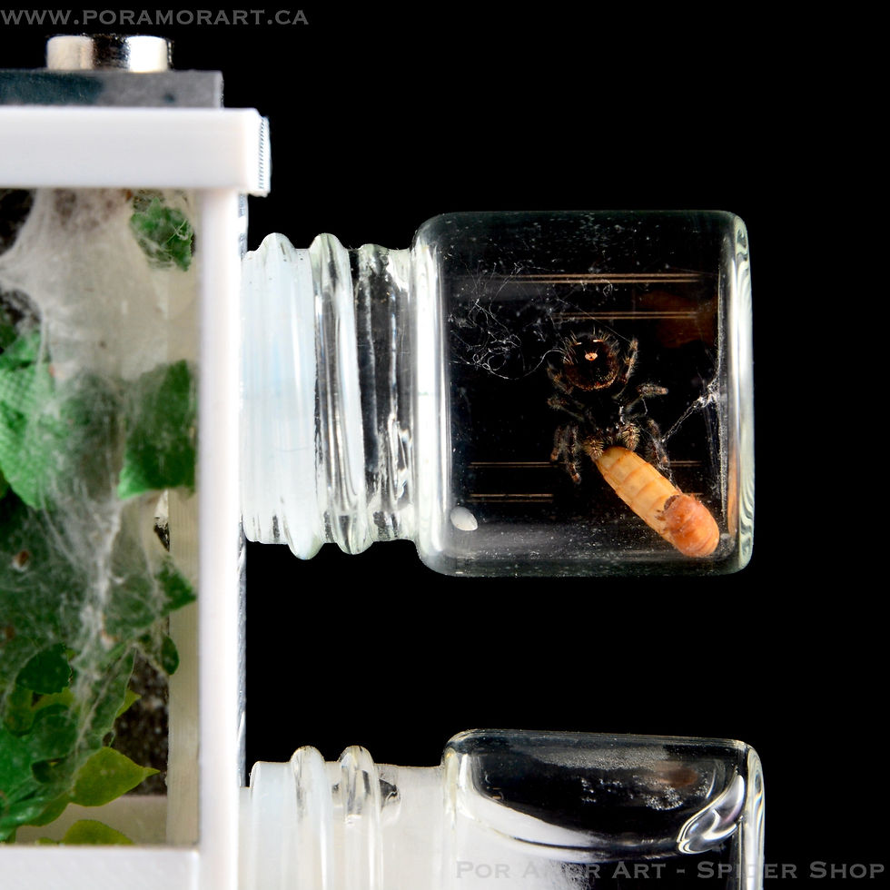 Thumbnail: pet jumping spider eating a mealworm inside a glass feeding jar