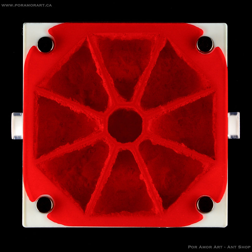 Thumbnail: octagon ant farm with red film