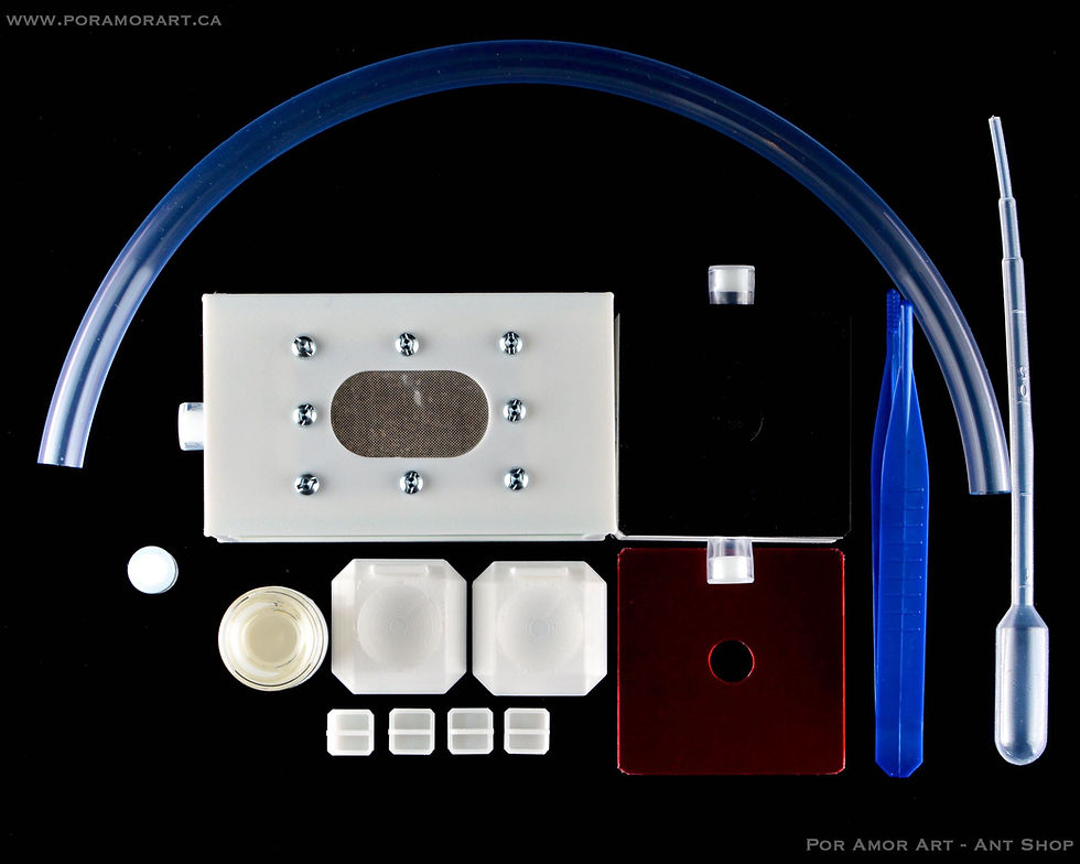 Thumbnail: queen ant keeping nest kit with accessories