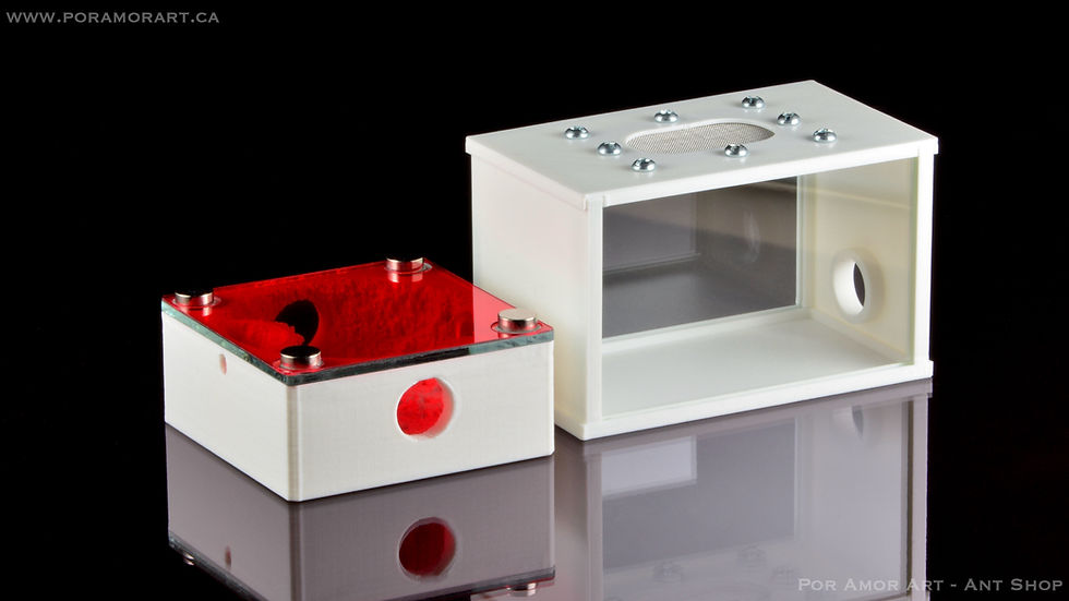 formicarium with outworld