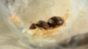 Close-up macro image of Lasius neoniger queen ant, showcasing detailed features and distinctive brown coloration.