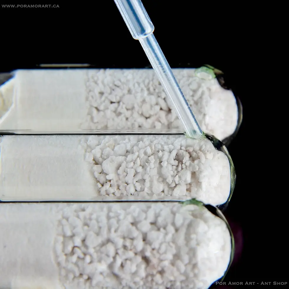 Thumbnail: Pipette adding water to rear reservoir of test tube formicarium