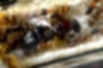 Thumbnail: Close-up macro image of Camponotus novaeboracensis queen ant, showcasing detailed features and distinctive red coloration.