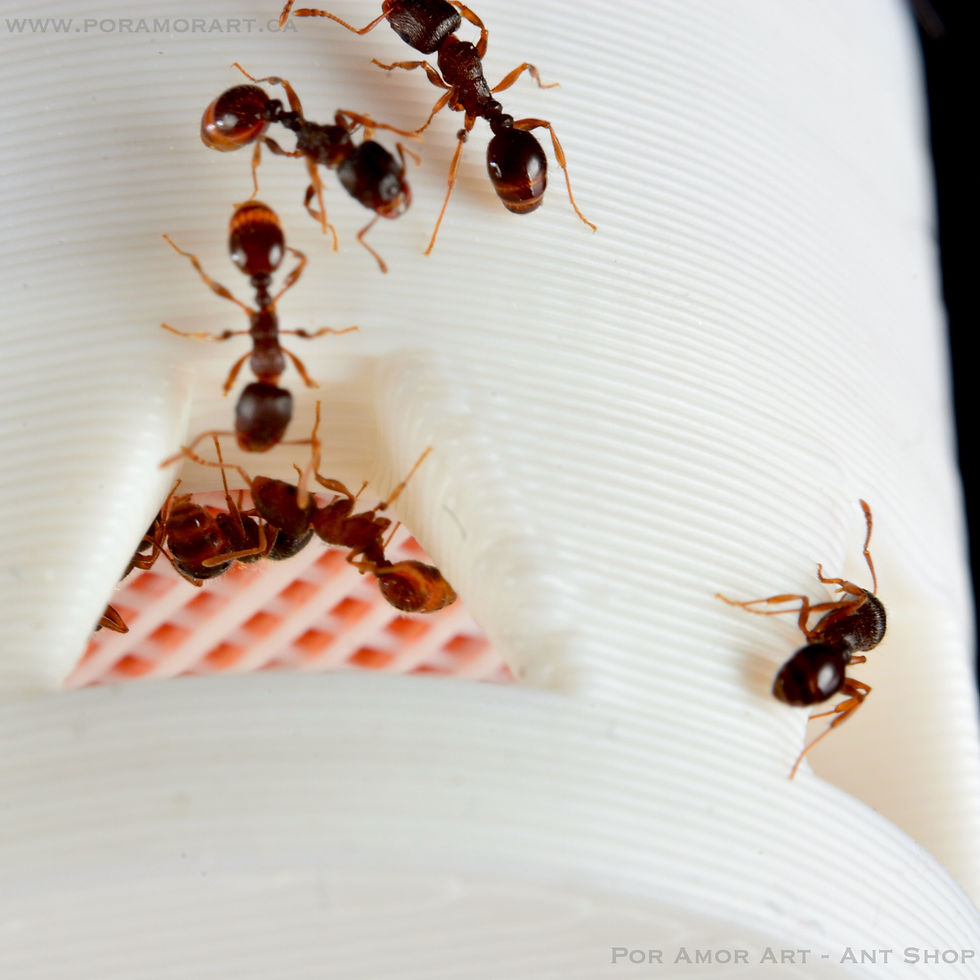 Thumbnail: liquid feeder with ants drinking