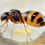 Thumbnail: Close-up macro image of Camponotus subbarbatus queen ant, showcasing detailed features and distinctive yellow body.