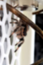 Thumbnail: ItsyVent HexaGrip - Climbing Support Mesh for Spiderling Enclosure.