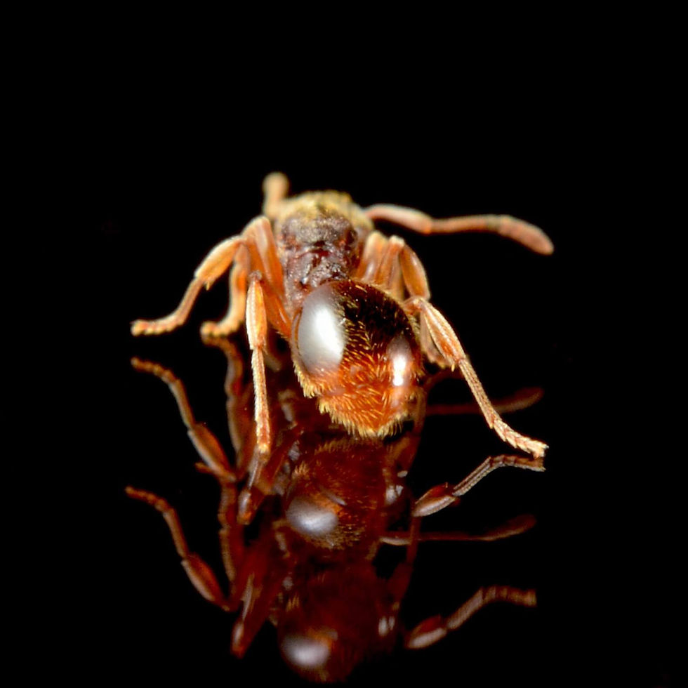 Thumbnail: Close-up macro image of Stenamma brevicorne queen ant, showcasing detailed features and distinctive dark coloration.