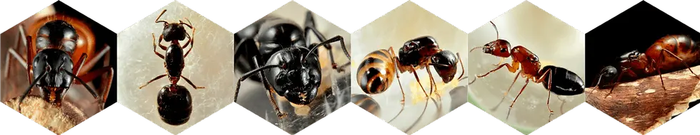 Live queen ants for ant farms for sale in Canada, start your ant colony today.