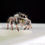Thumbnail: Phidippus Regius - Regal Jumping Spider