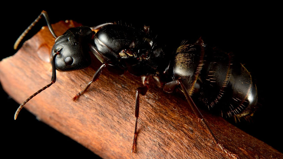 Thumbnail: Close-up macro image of Camponotus pennsylvanicus queen ant, showcasing detailed features and distinctive black coloration.